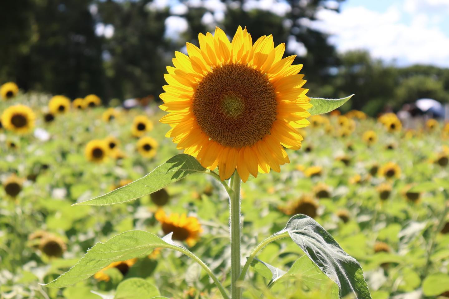 イベント一覧 開催中 開催予定 万博記念公園