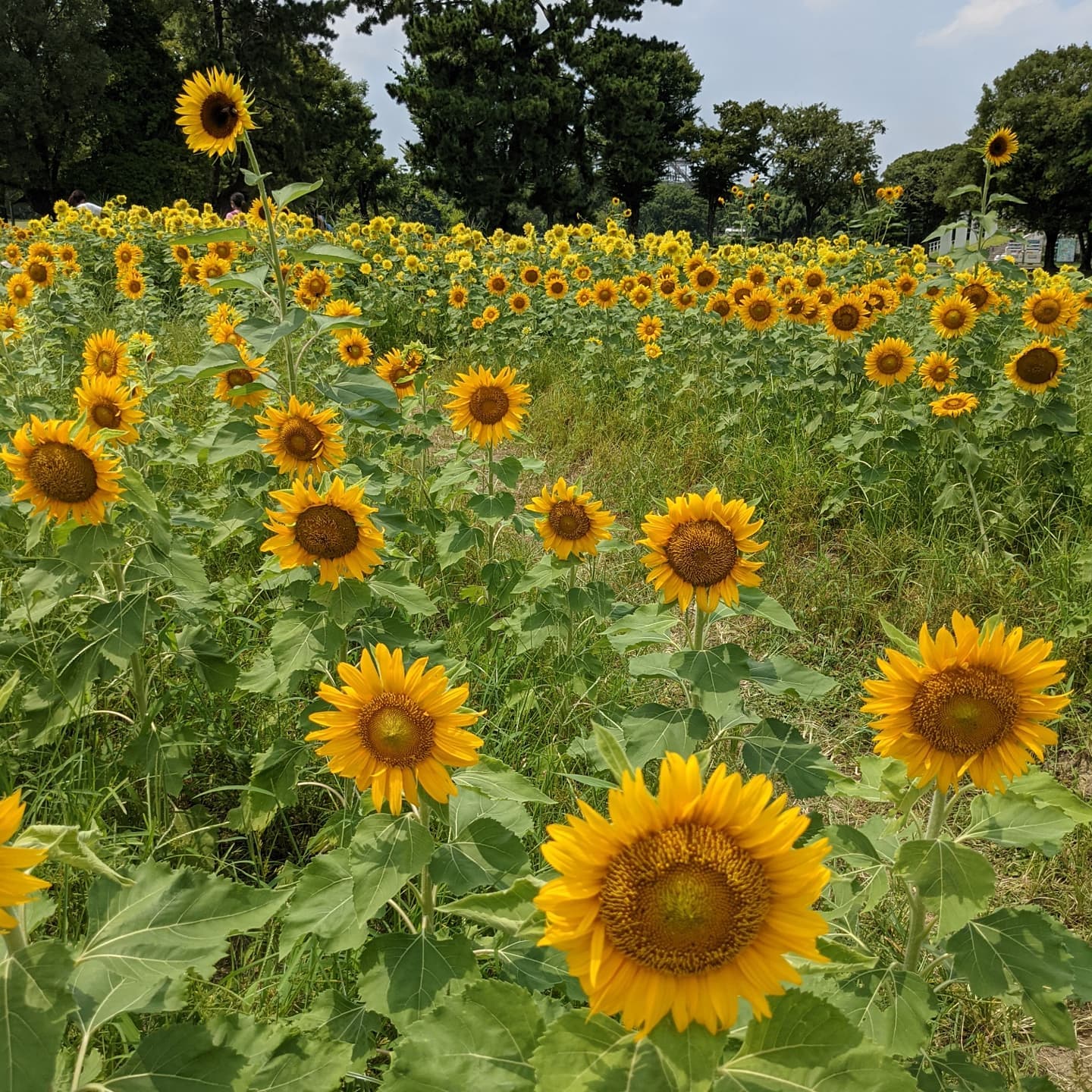 報道発表資料 10月5日から 万博記念公園コスモスフェスタ を開催 万博記念公園