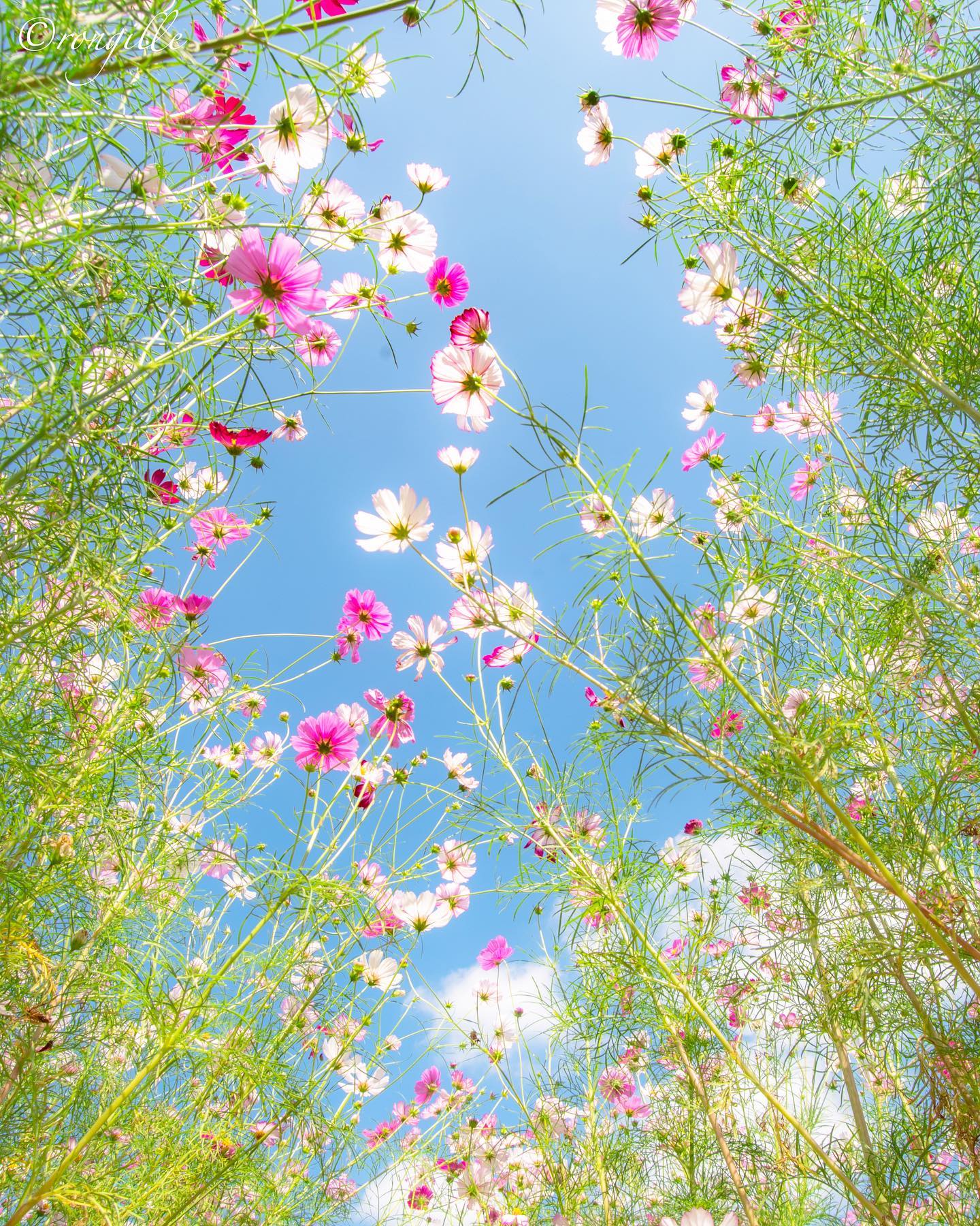 ポピー 21年 更新終了しました 万博記念公園