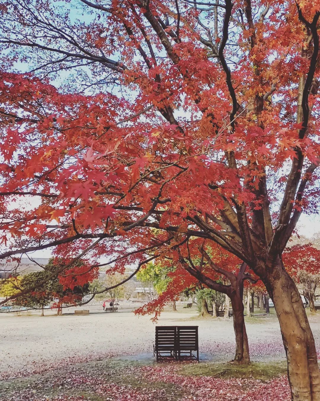 コスモス 万博記念公園