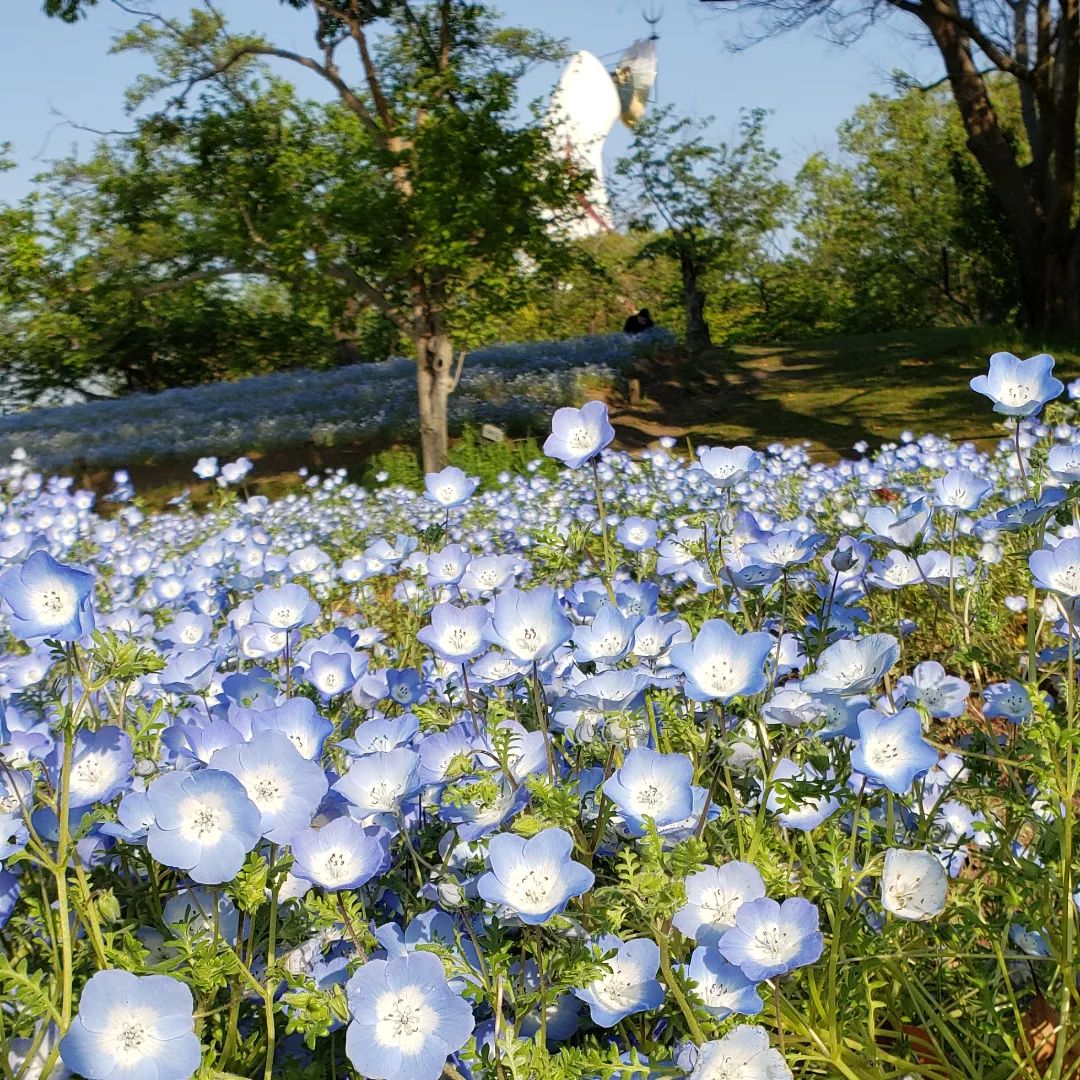 万博記念公園 コスモス コキアフェスタ 万博記念公園