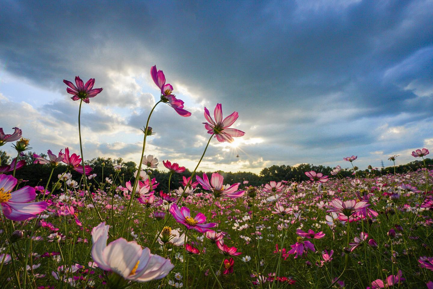 コスモス 万博記念公園